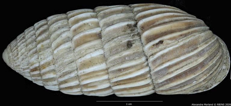 BE-RBINS-INV-MT-1804-Strophia-ritchiei-pt-D.jpg