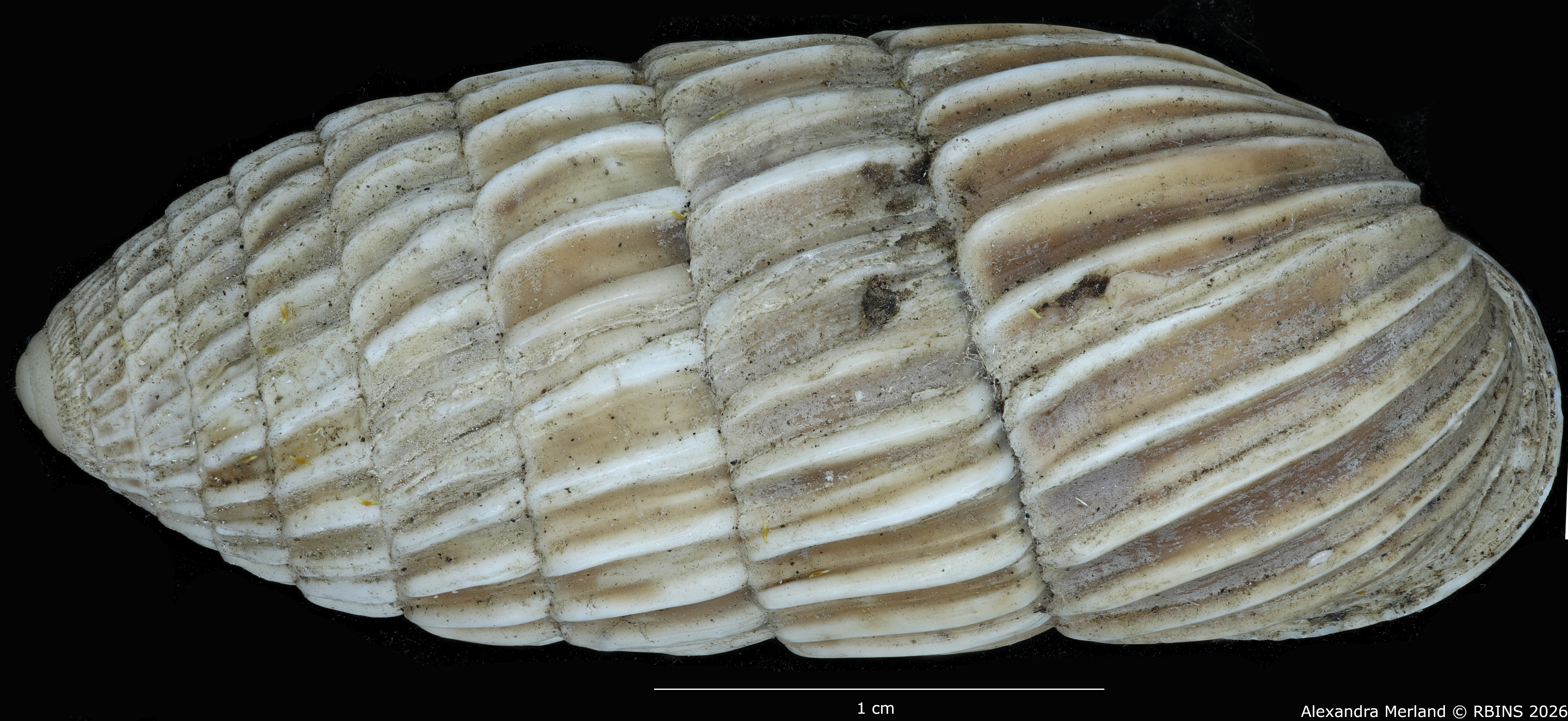 BE-RBINS-INV-MT-1804-Strophia-ritchiei-pt-D.jpg