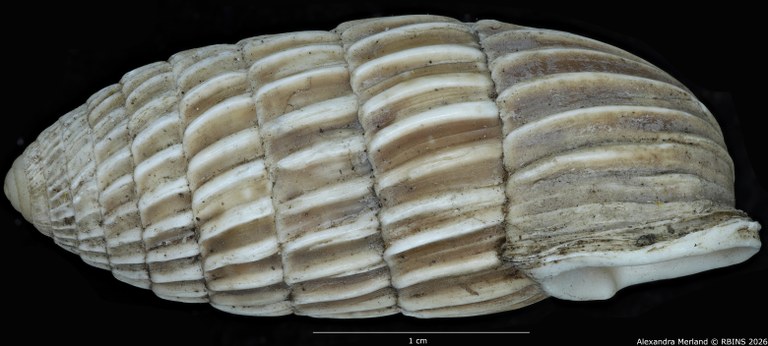BE-RBINS-INV-MT-1804-Strophia-ritchiei-pt-L.jpg