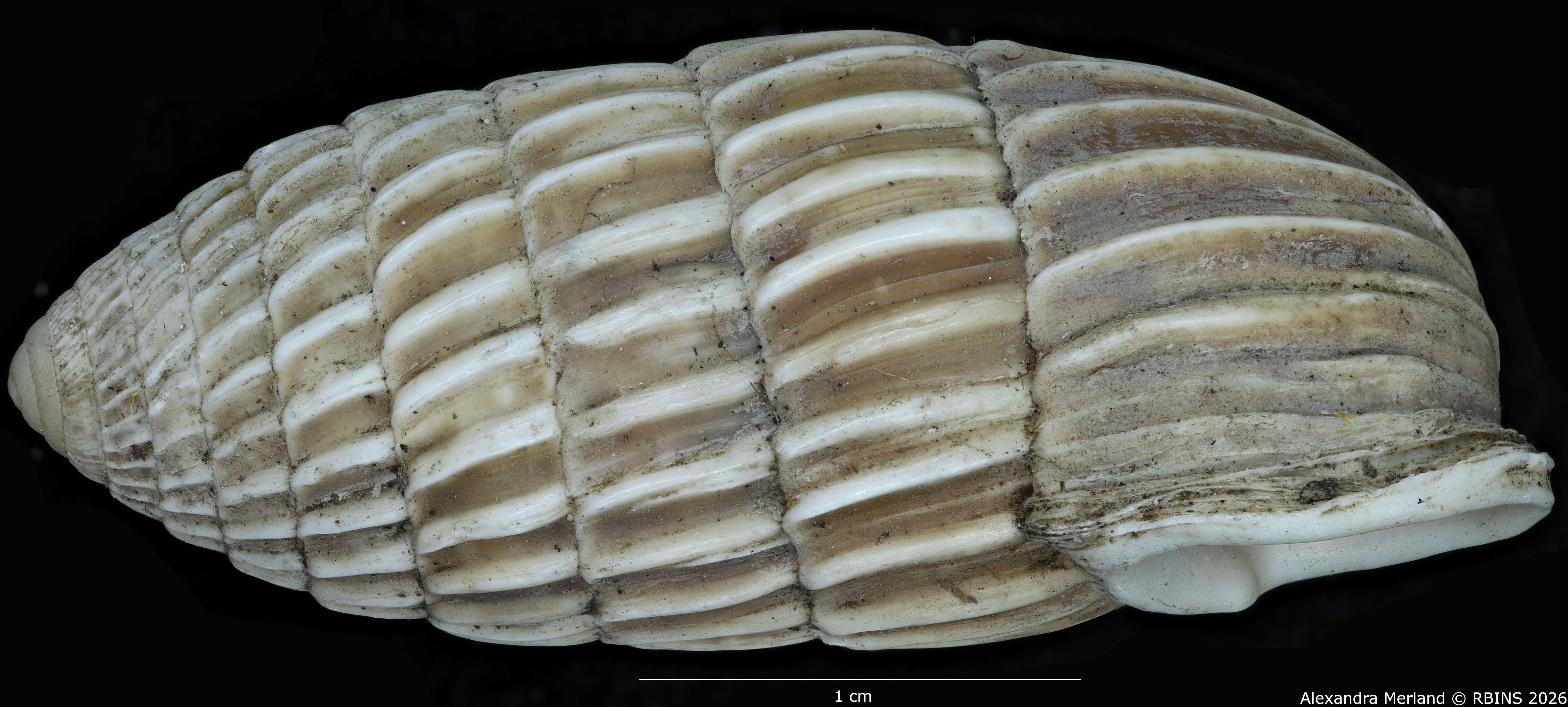 BE-RBINS-INV-MT-1804-Strophia-ritchiei-pt-L.jpg