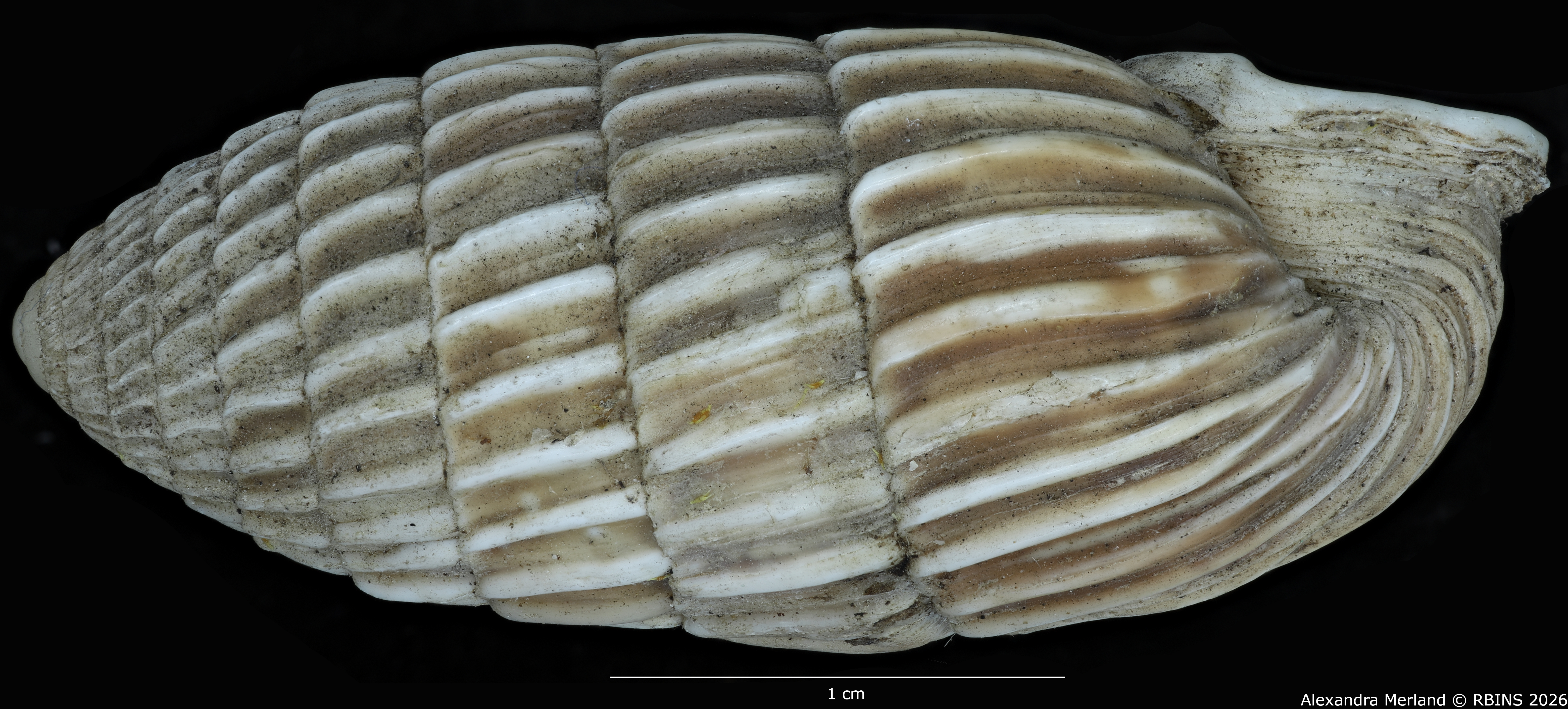 BE-RBINS-INV-MT-1804-Strophia-ritchiei-pt-L2.jpg