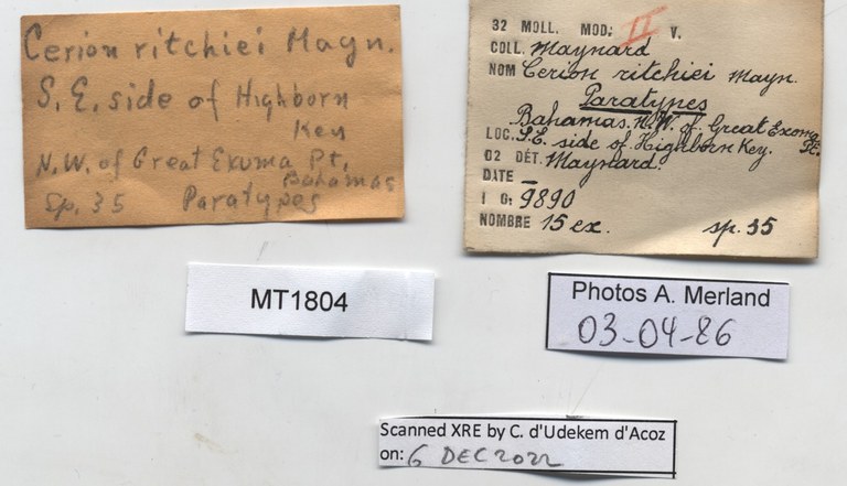 BE-RBINS-INV-MT-1804-Strophia-ritchiei-pt-label.jpg