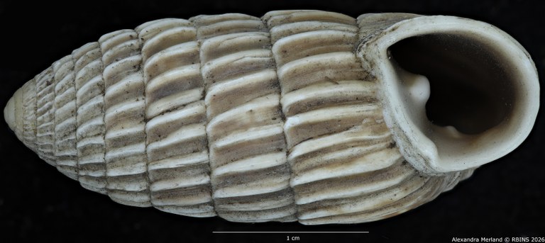 BE-RBINS-INV-MT-1804-Strophia-ritchiei-pt-V.jpg