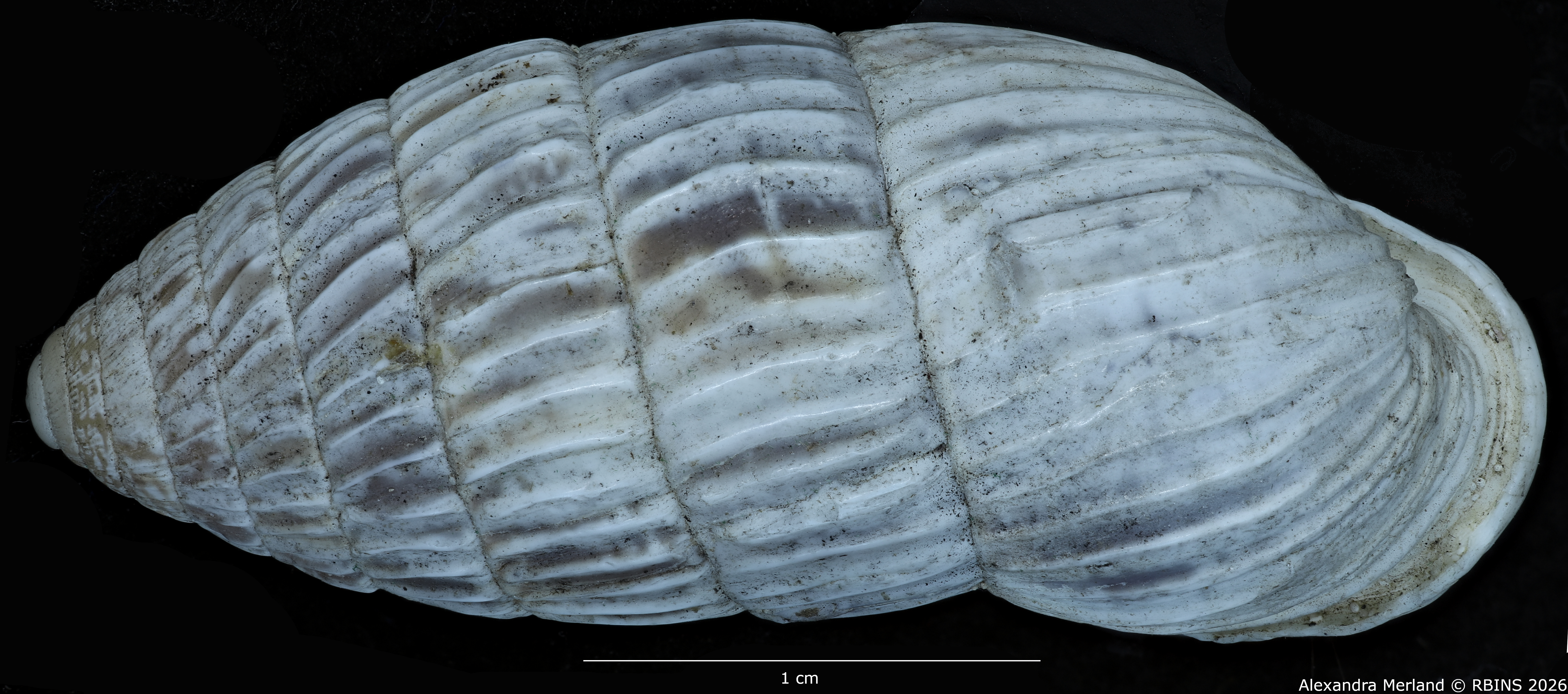 BE-RBINS-INV-MT-1780-Strophiops-albolabra-st-D.jpg