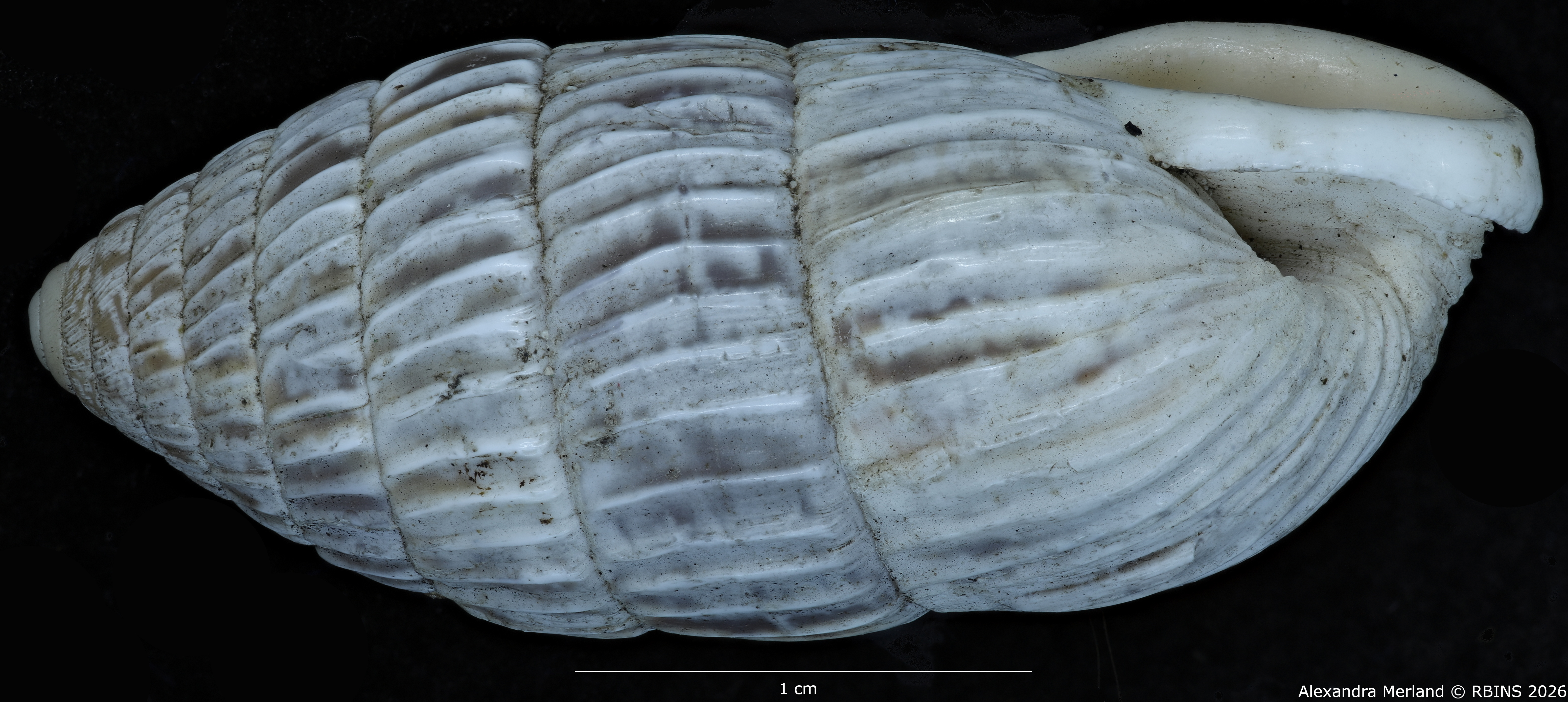BE-RBINS-INV-MT-1780-Strophiops-albolabra-st-L2.jpg