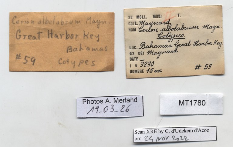 BE-RBINS-INV-MT-1780-Strophiops-albolabra-st-label.jpg