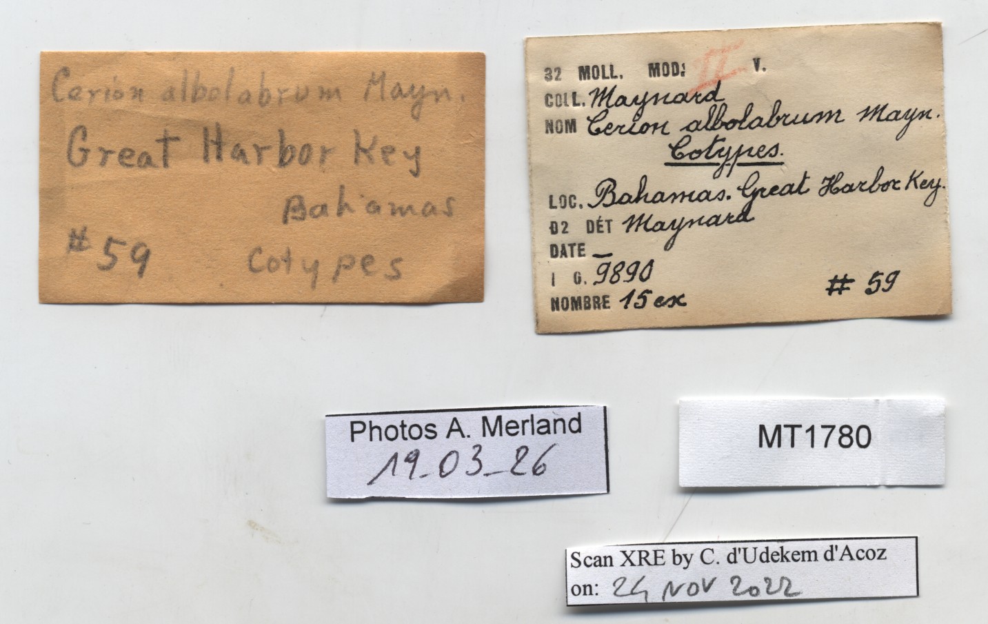BE-RBINS-INV-MT-1780-Strophiops-albolabra-st-label.jpg
