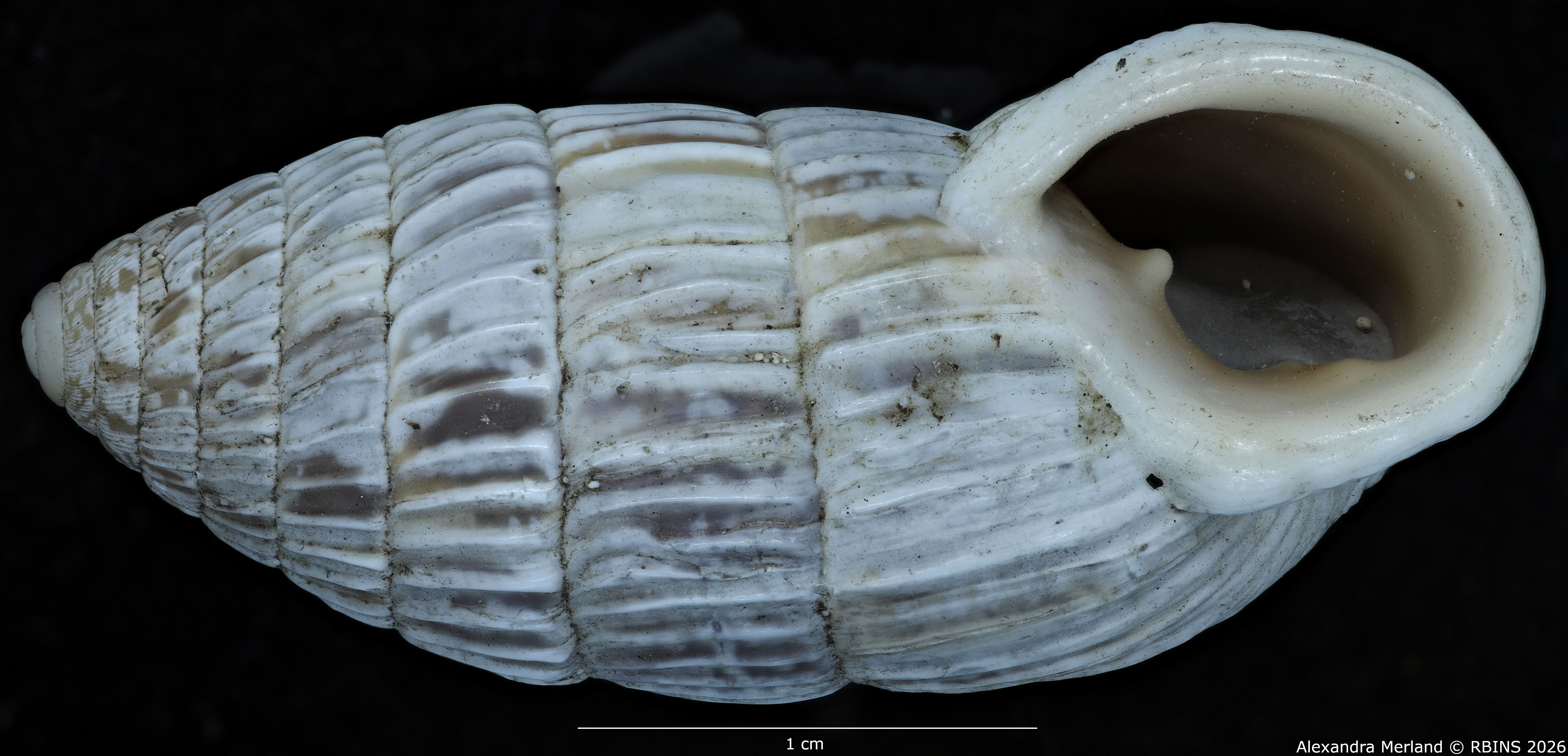BE-RBINS-INV-MT-1780-Strophiops-albolabra-st-V.jpg