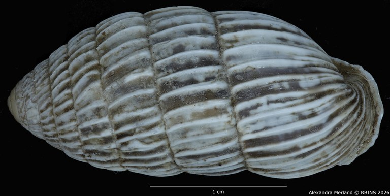 BE-RBINS-INV-MT-1781-Strophiops-arbusta-pt-D.jpg