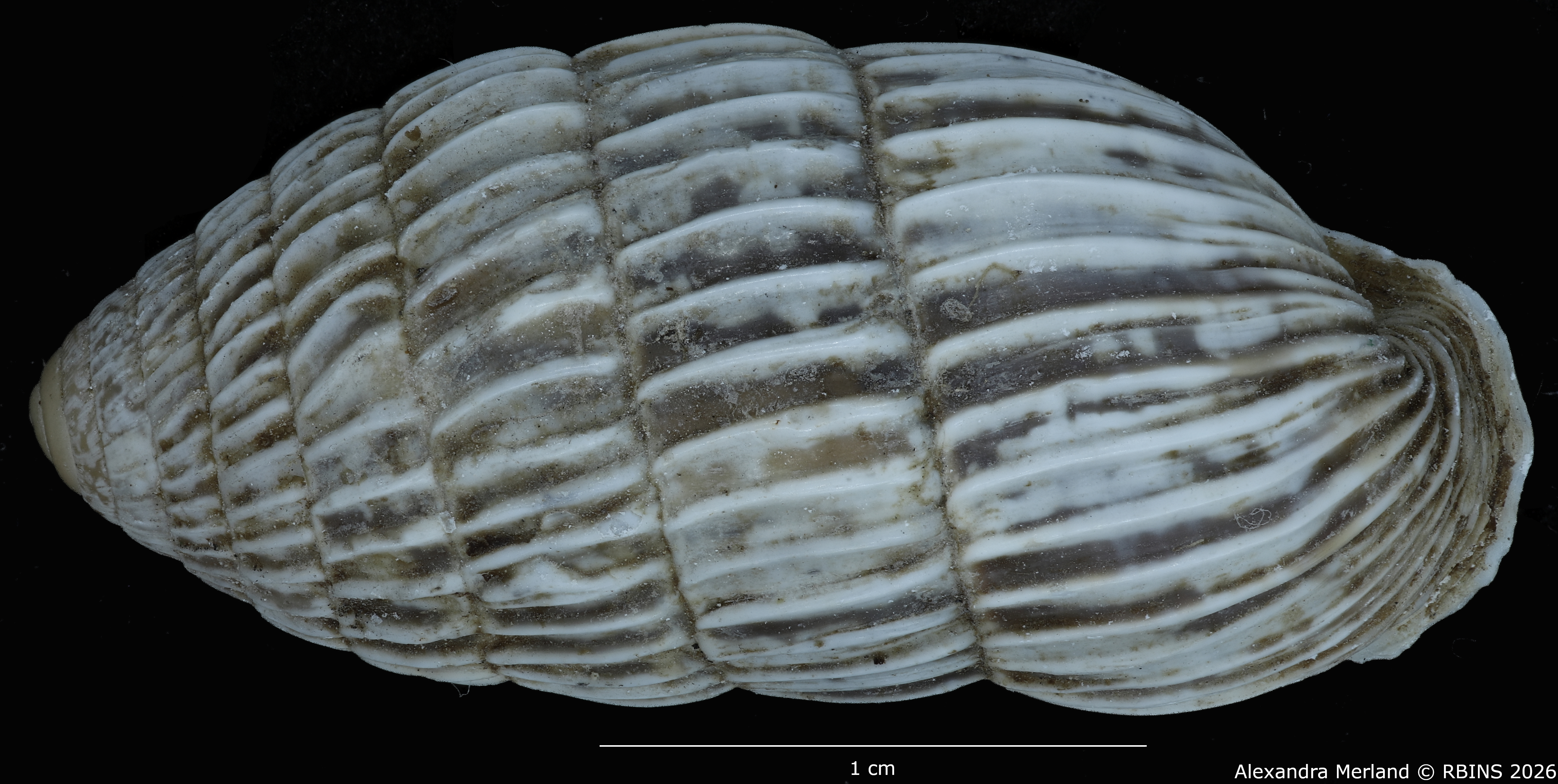 BE-RBINS-INV-MT-1781-Strophiops-arbusta-pt-D.jpg