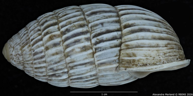 BE-RBINS-INV-MT-1781-Strophiops-arbusta-pt-L.jpg