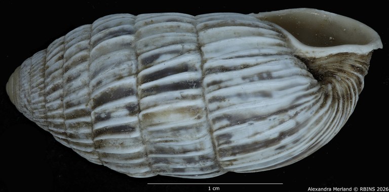 BE-RBINS-INV-MT-1781-Strophiops-arbusta-pt-L2.jpg