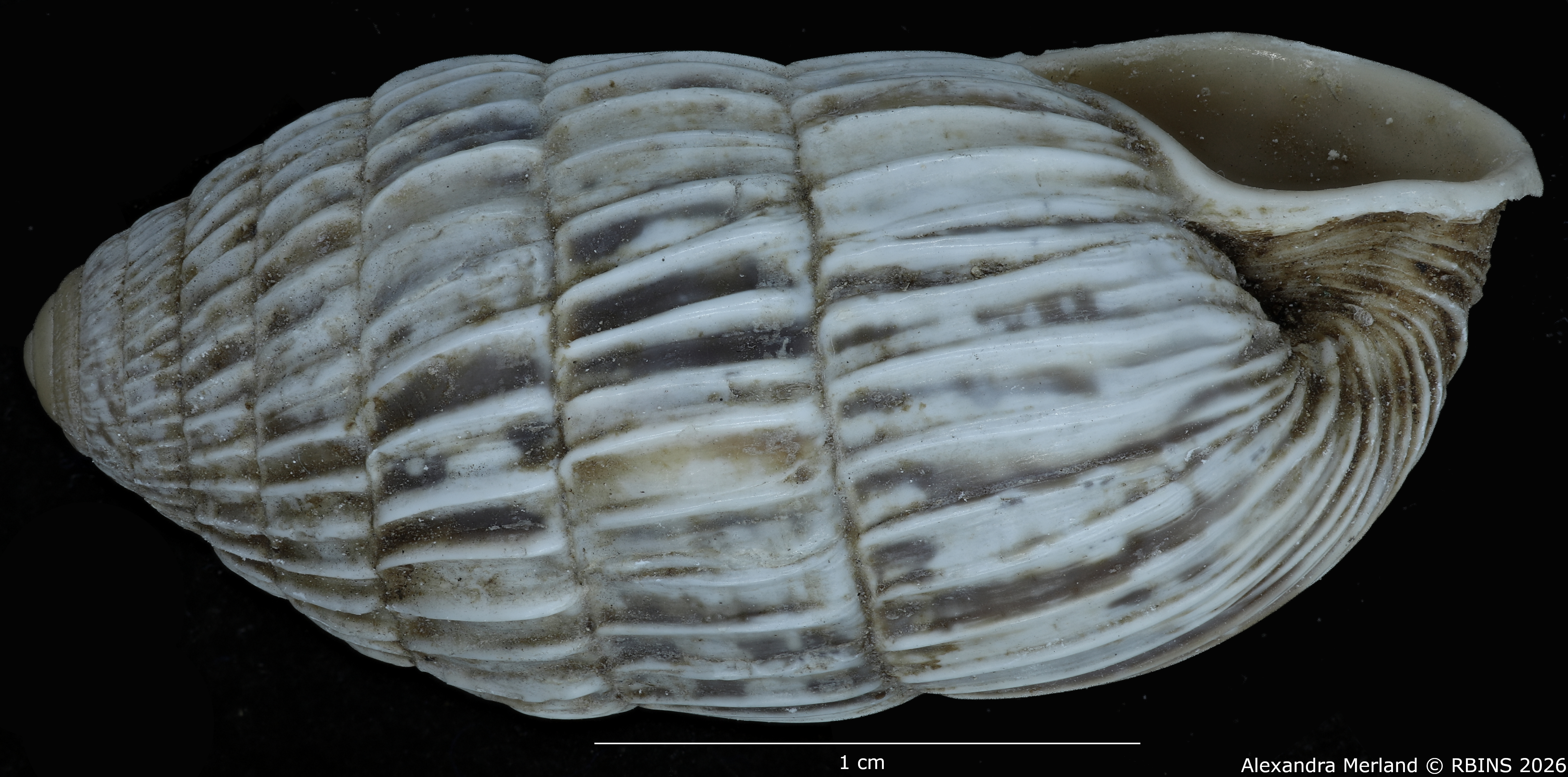 BE-RBINS-INV-MT-1781-Strophiops-arbusta-pt-L2.jpg