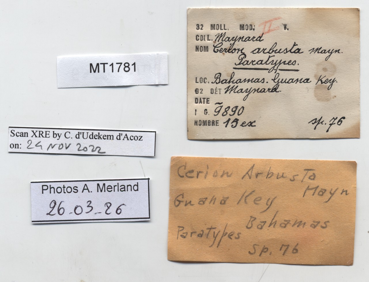 BE-RBINS-INV-MT-1781-Strophiops-arbusta-pt-label.jpg