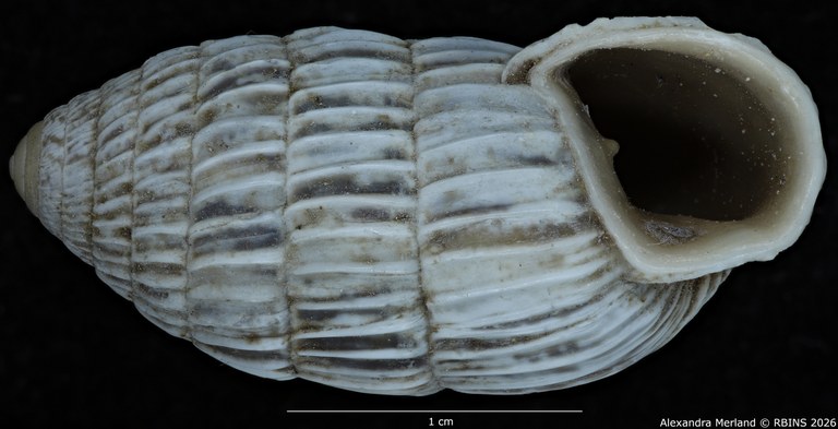 BE-RBINS-INV-MT-1781-Strophiops-arbusta-pt-V.jpg