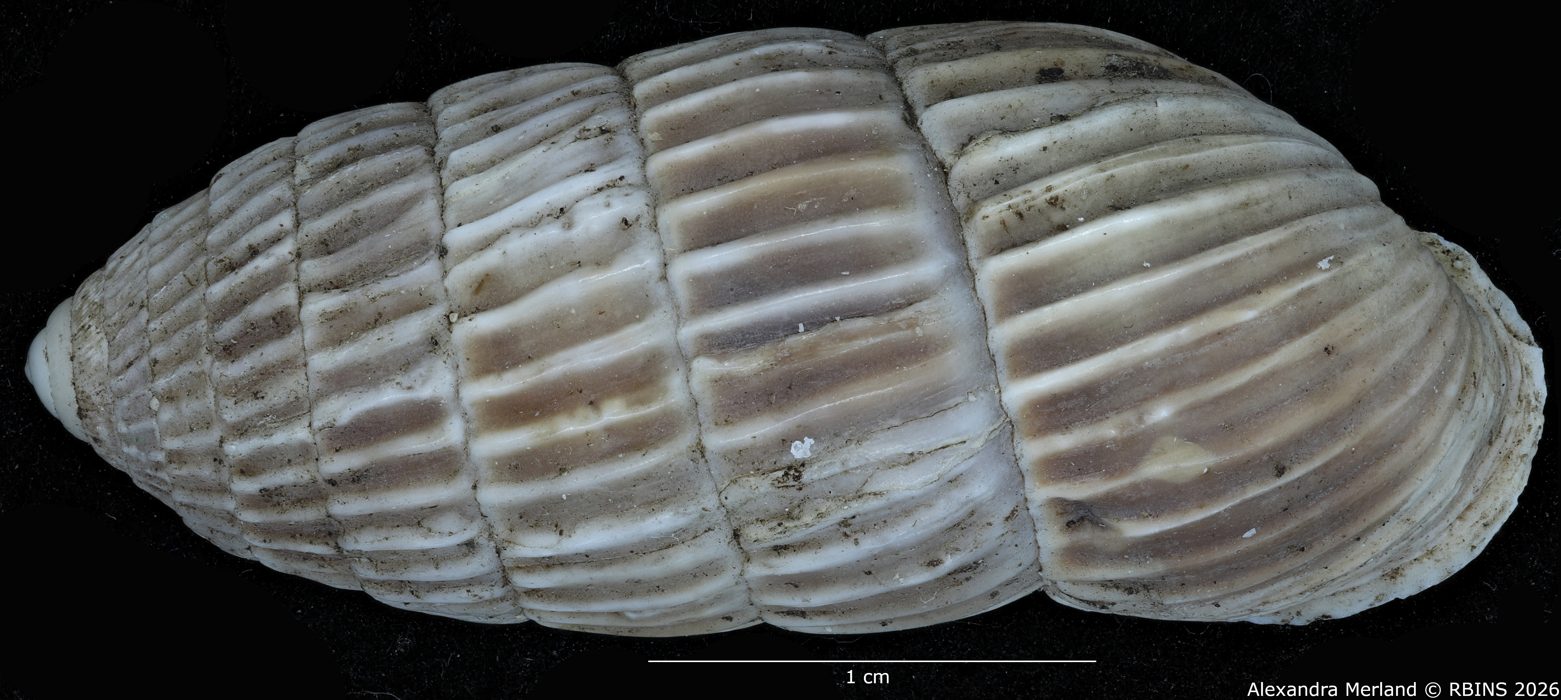 BE-RBINS-INV-MT-1782-Strophiops-caerulescens-st-D.jpg