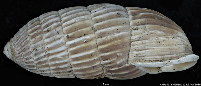 BE-RBINS-INV-MT-1782-Strophiops-caerulescens-st-L.jpg