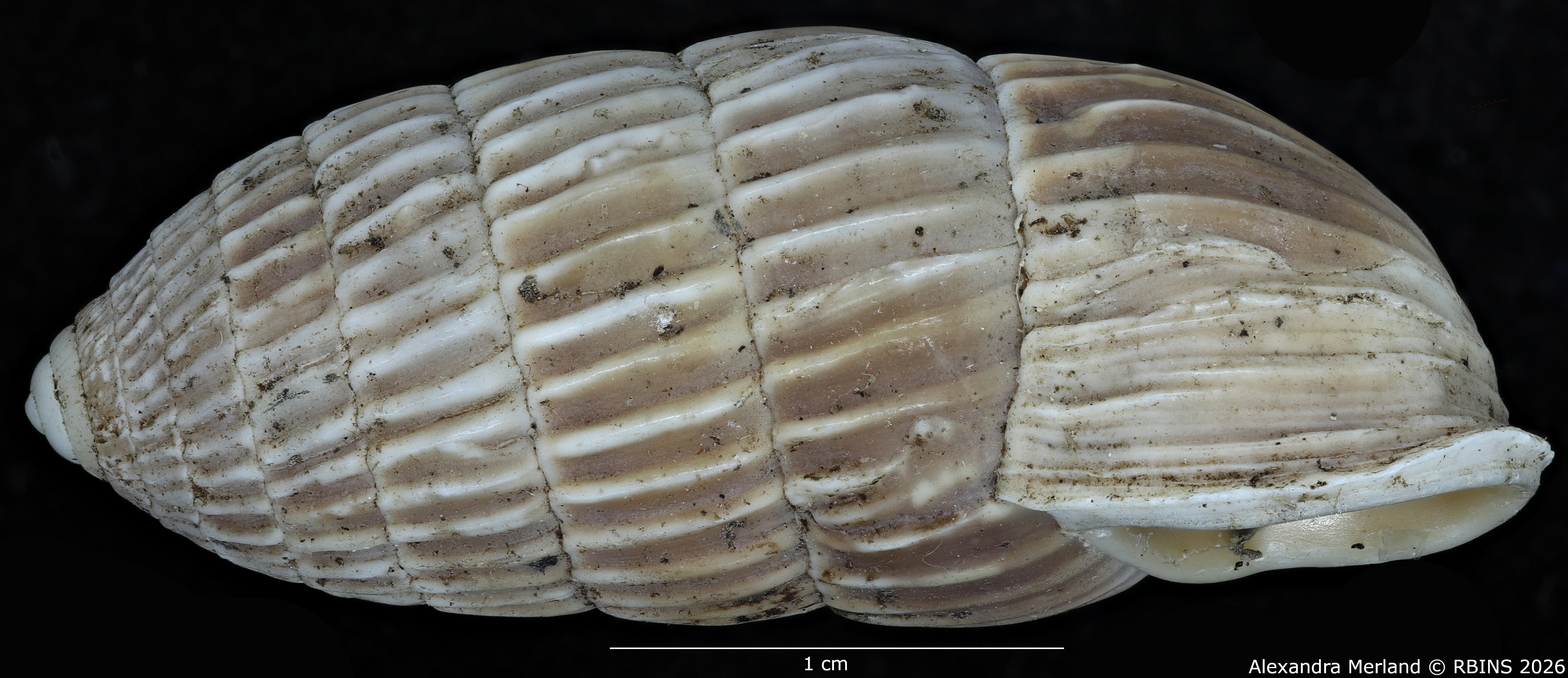 BE-RBINS-INV-MT-1782-Strophiops-caerulescens-st-L.jpg