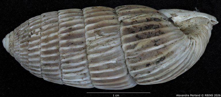 BE-RBINS-INV-MT-1782-Strophiops-caerulescens-st-L2.jpg
