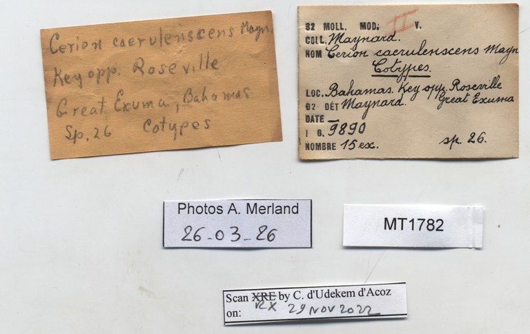 BE-RBINS-INV-MT-1782-Strophiops-caerulescens-st-label.jpg