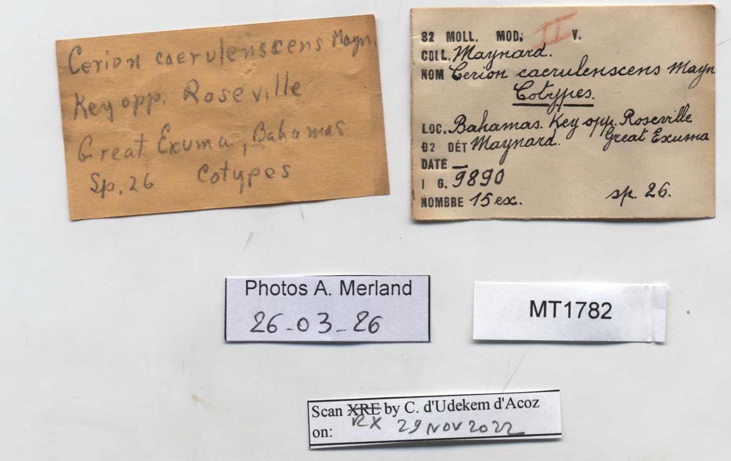 BE-RBINS-INV-MT-1782-Strophiops-caerulescens-st-label.jpg