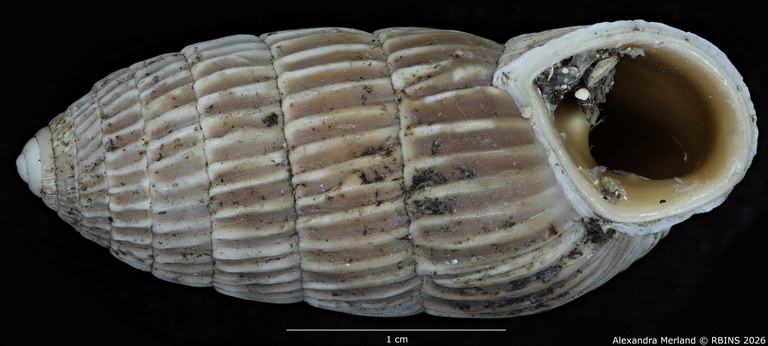 BE-RBINS-INV-MT-1782-Strophiops-caerulescens-st-V.jpg