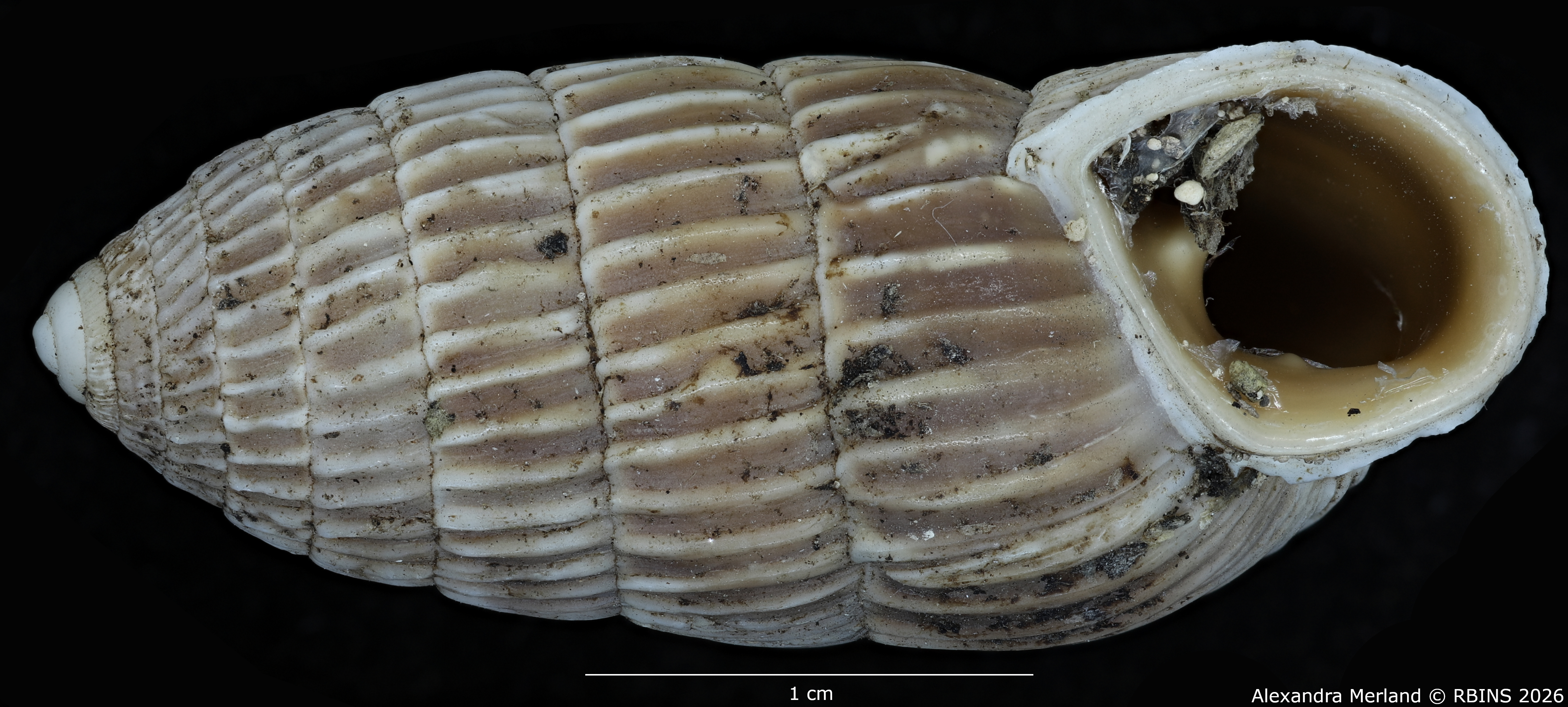 BE-RBINS-INV-MT-1782-Strophiops-caerulescens-st-V.jpg