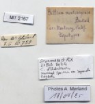 BE-RBINS-INV-MT-2167-Bittium-(Stylidium)-eschrichtii-montereyense-tpt-label.jpg BE-RBINS-INV-MT-2167-Bittium-(Stylidium)-eschrichtii-montereyense-tpt-label.jpg