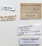 BE-RBINS-INV-MT-2167-Bittium-(Stylidium)-eschrichtii-montereyense-tpt-label.jpg