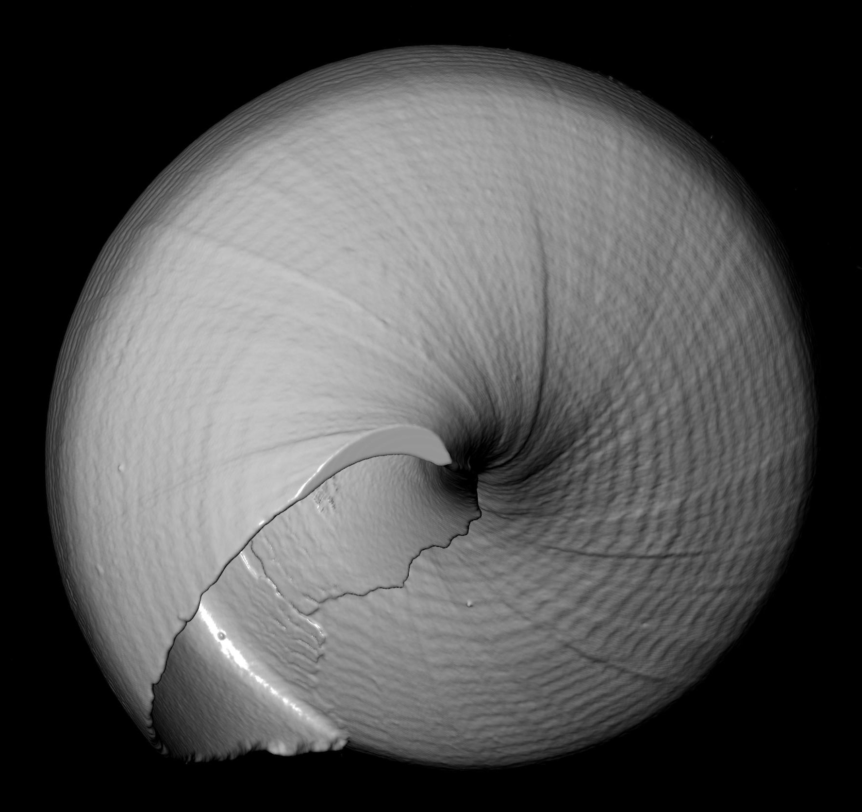 BE-RBINS-INV-MT-3302-Diala-semipellucida-anterior-BIG-st.jpg