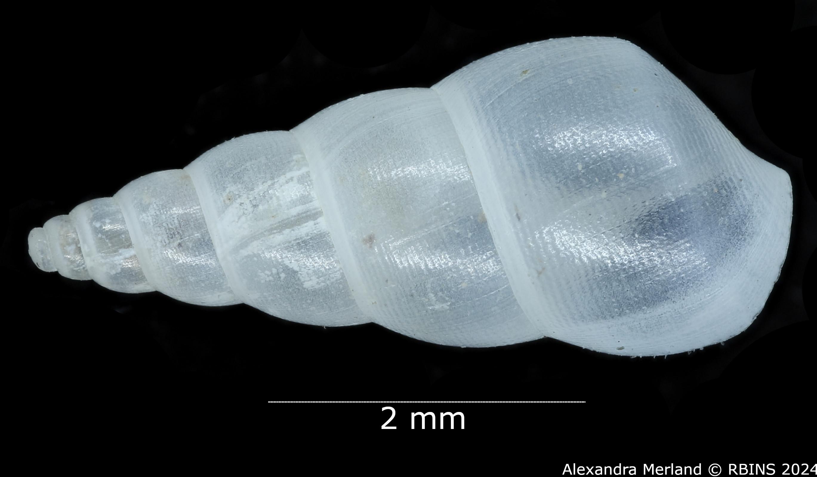 BE-RBINS-INV-MT-3302-Diala-semipellucida-D-st.jpg