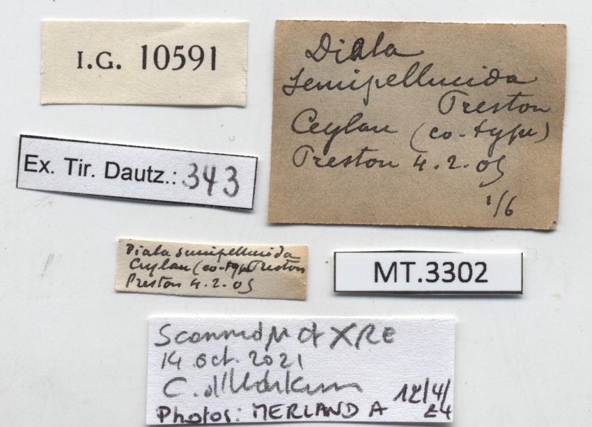 BE-RBINS-INV-MT-3302-Diala-semipellucida-label-st.jpg