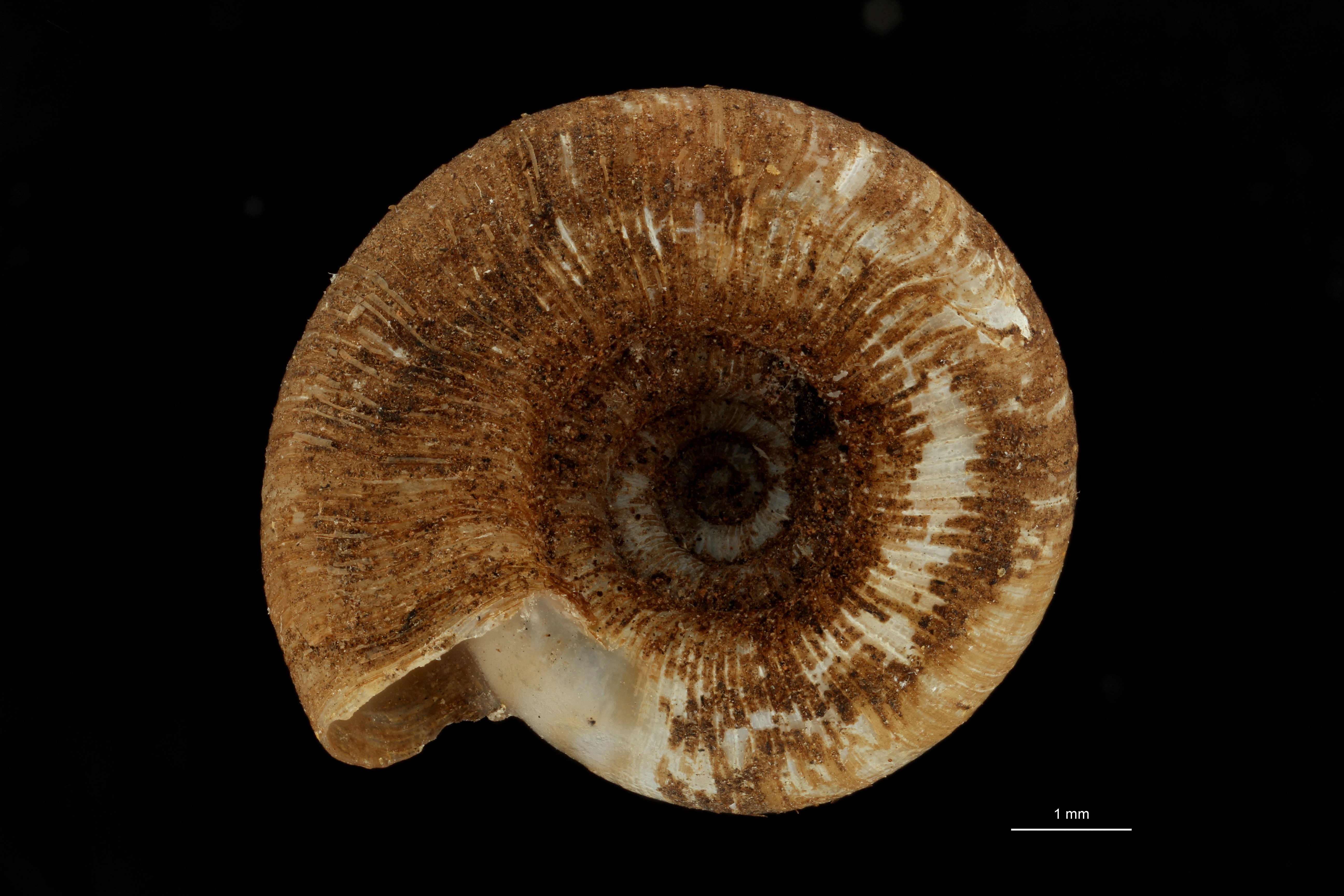 BE-RBINS-INV TYPE MT 685 Stephanoda latastei VENTRAL ZS PMax Scaled.jpg