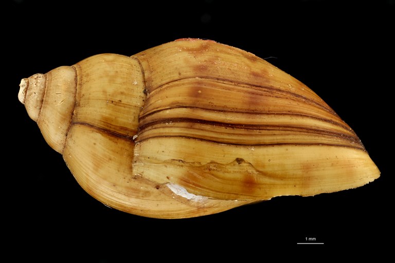 BE-RBINS-INV TYPE MT 638 Chilina falklandica LATERAL ZS PMax Scaled.jpg