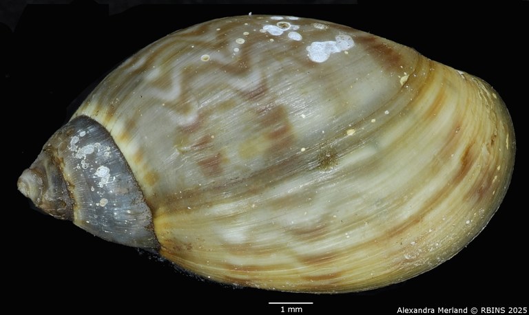 BE-RBINS-INV-MT-3767-Chilina-flammulina-pt-D.jpg BE-RBINS-INV-MT-3767-Chilina-flammulina-pt-D.jpg