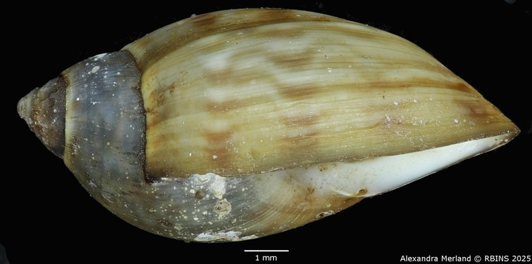 BE-RBINS-INV-MT-3767-Chilina-flammulina-pt-L.jpg BE-RBINS-INV-MT-3767-Chilina-flammulina-pt-L.jpg