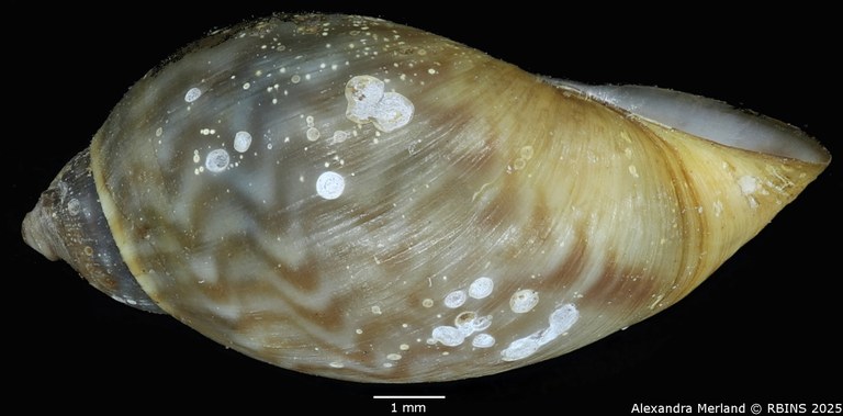 BE-RBINS-INV-MT-3767-Chilina-flammulina-pt-L2.jpg BE-RBINS-INV-MT-3767-Chilina-flammulina-pt-L2.jpg