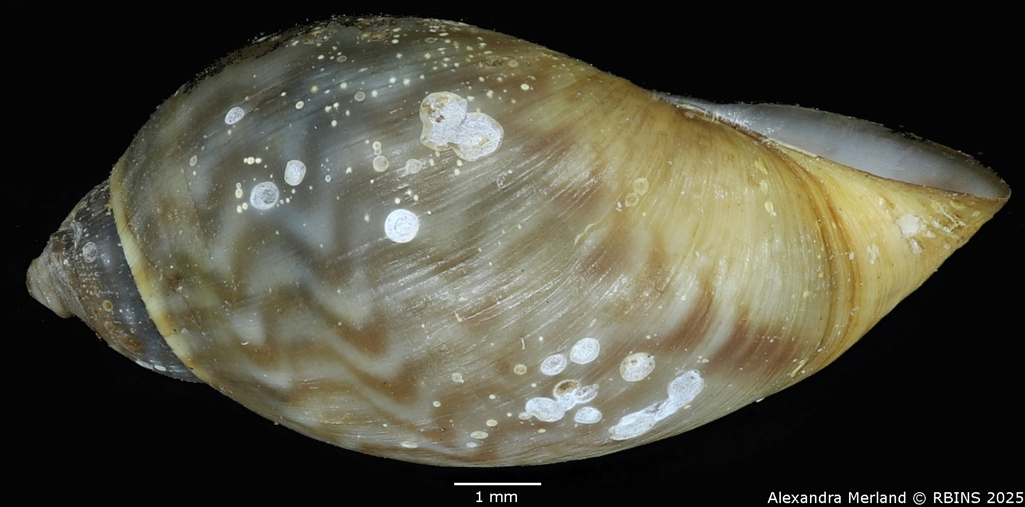 BE-RBINS-INV-MT-3767-Chilina-flammulina-pt-L2.jpg