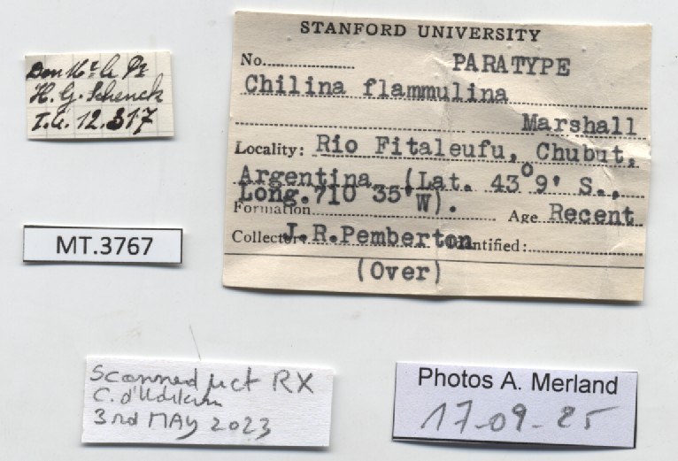 BE-RBINS-INV-MT-3767-Chilina-flammulina-pt-label.jpg BE-RBINS-INV-MT-3767-Chilina-flammulina-pt-label.jpg