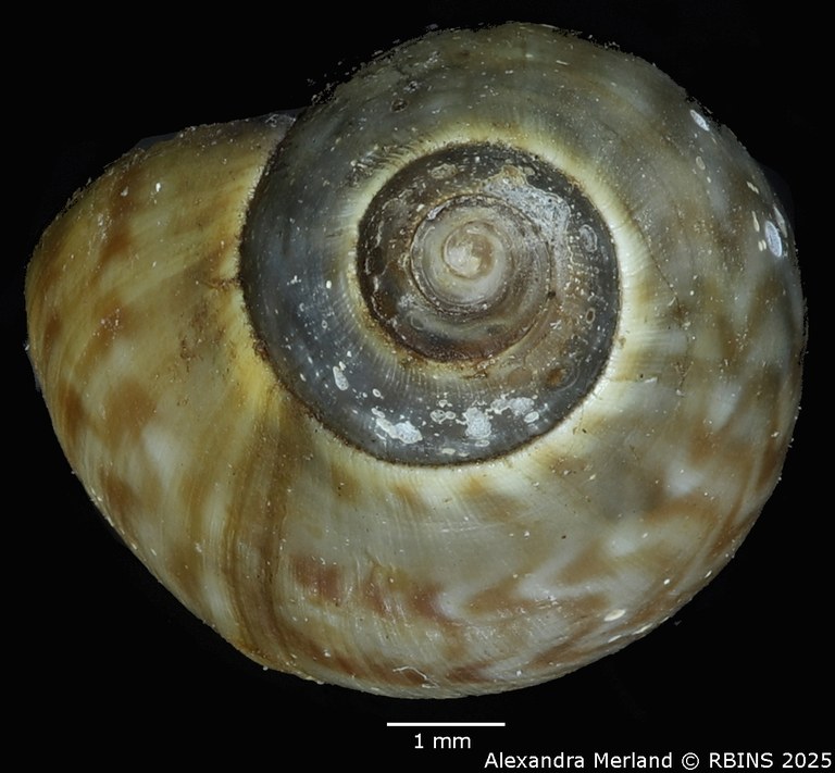 BE-RBINS-INV-MT-3767-Chilina-flammulina-pt-Top.jpg BE-RBINS-INV-MT-3767-Chilina-flammulina-pt-Top.jpg