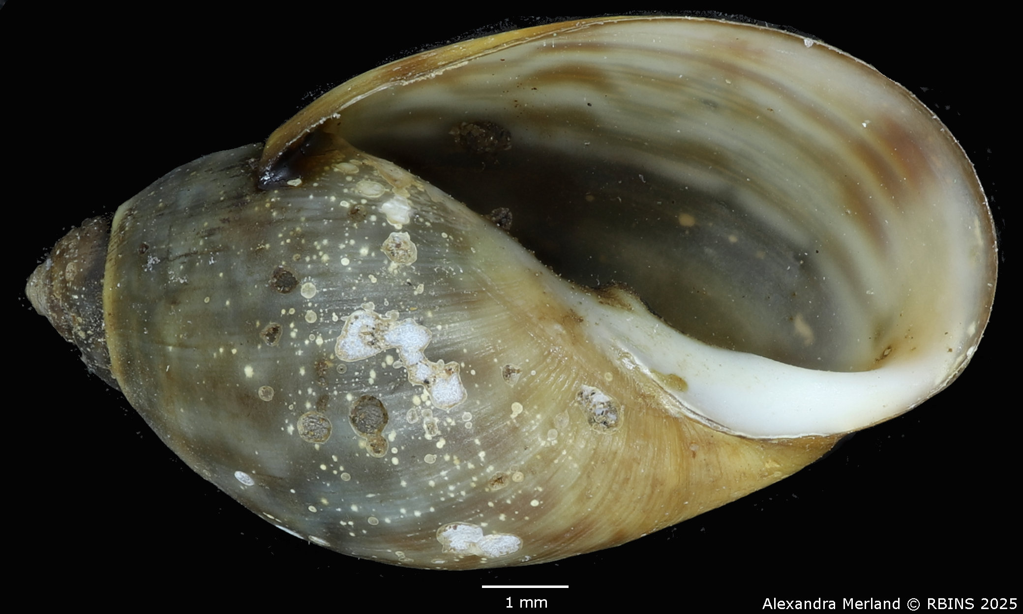 BE-RBINS-INV-MT-3767-Chilina-flammulina-pt-V.jpg