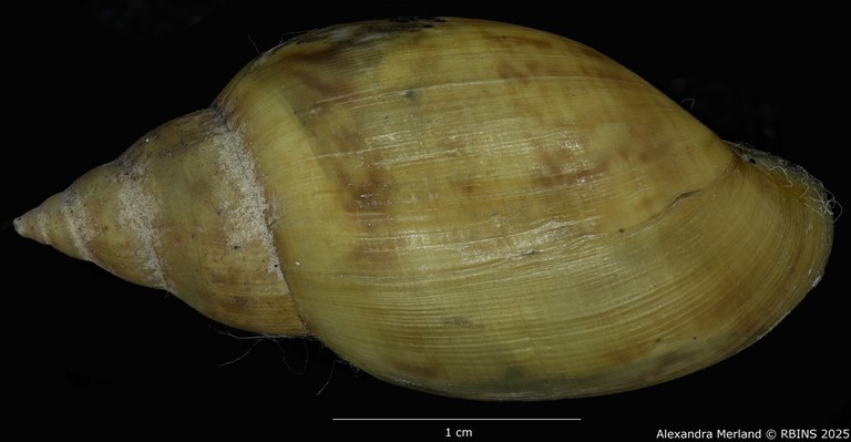 BE-RBINS-INV-MT-3768-Chilina-oldroydae-pt-D.jpg BE-RBINS-INV-MT-3768-Chilina-oldroydae-pt-D.jpg