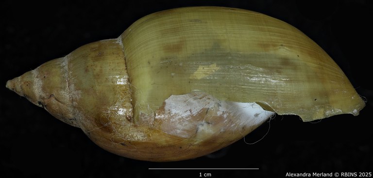 BE-RBINS-INV-MT-3768-Chilina-oldroydae-pt-L.jpg BE-RBINS-INV-MT-3768-Chilina-oldroydae-pt-L.jpg