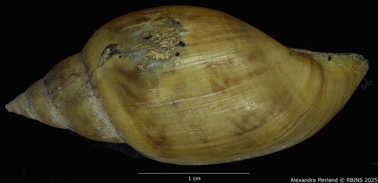 BE-RBINS-INV-MT-3768-Chilina-oldroydae-pt-L2.jpg BE-RBINS-INV-MT-3768-Chilina-oldroydae-pt-L2.jpg