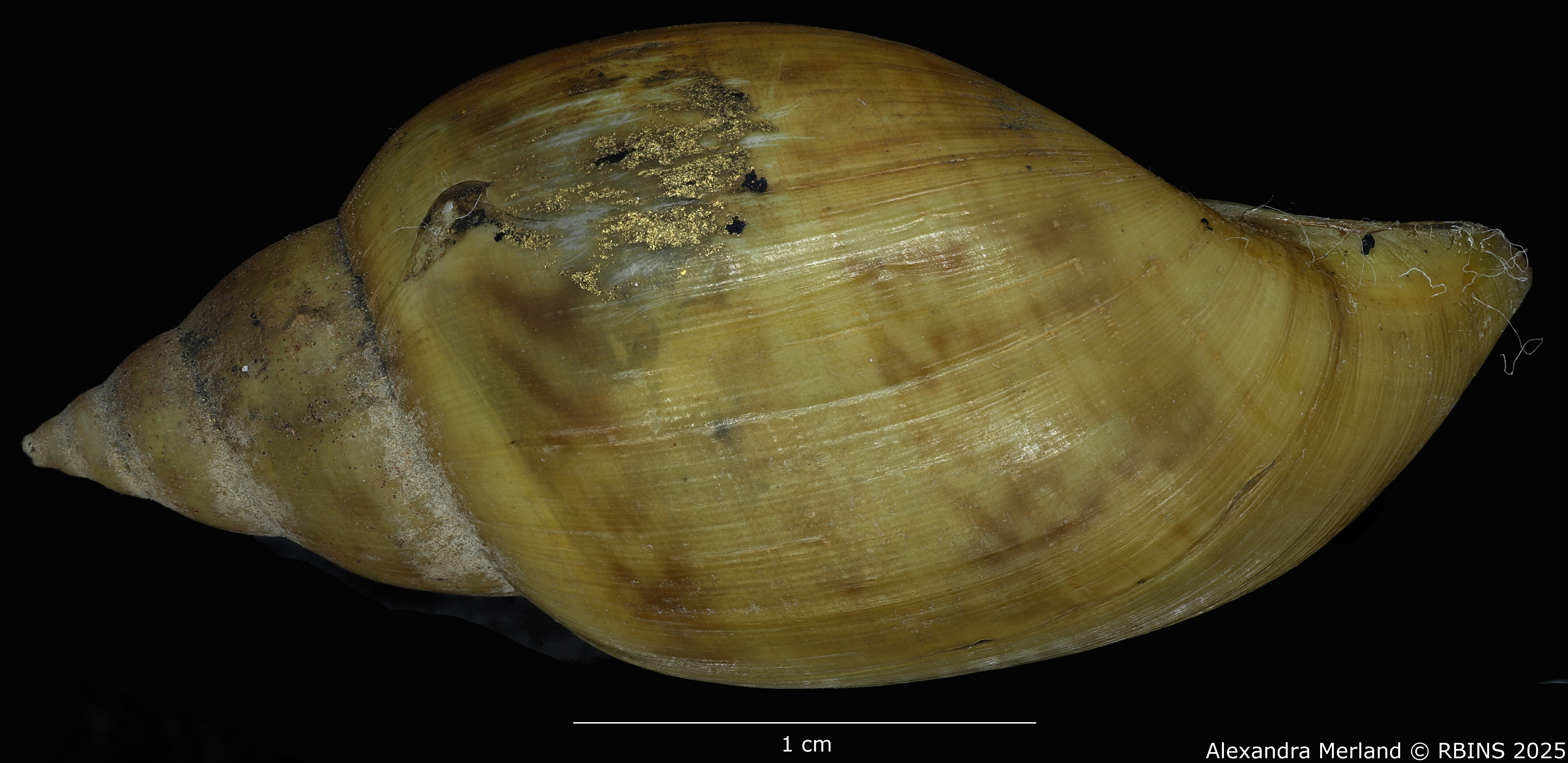 BE-RBINS-INV-MT-3768-Chilina-oldroydae-pt-L2.jpg