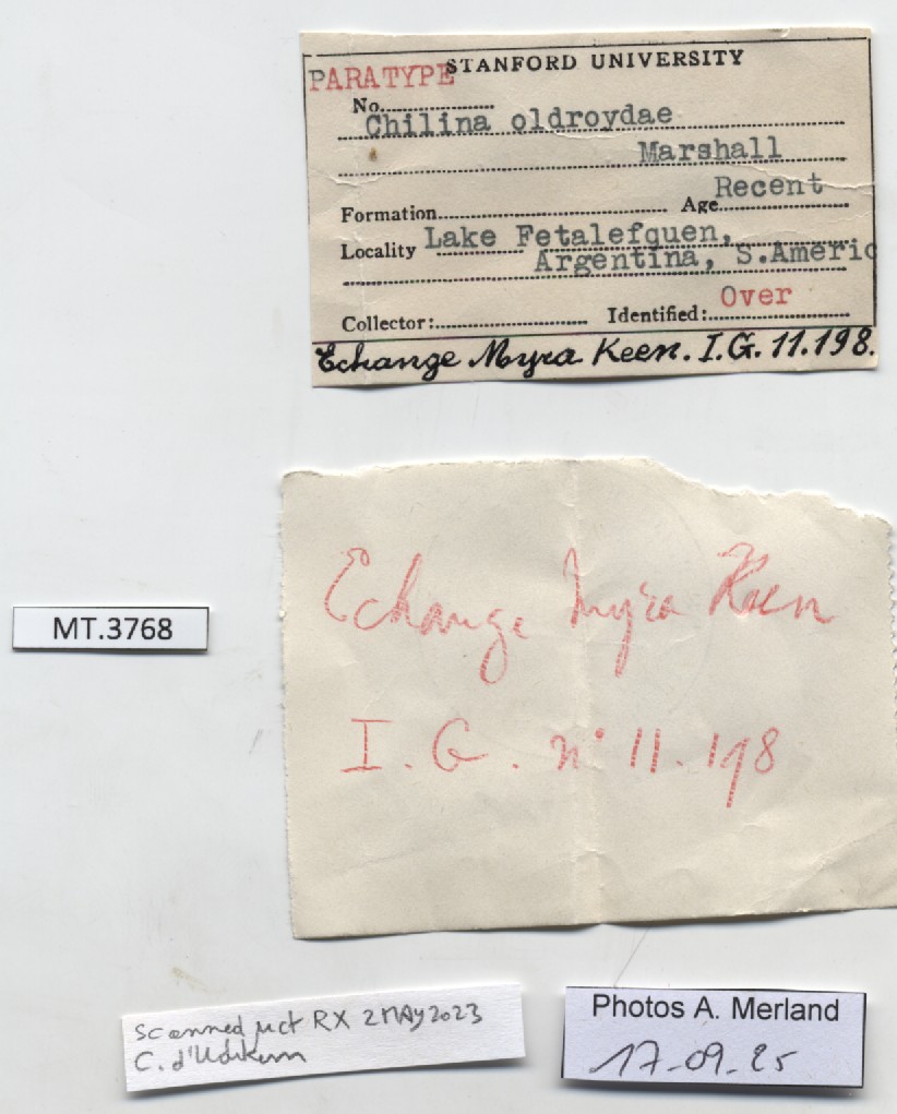 BE-RBINS-INV-MT-3768-Chilina-oldroydae-pt-label.jpg