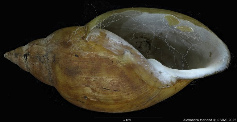 BE-RBINS-INV-MT-3768-Chilina-oldroydae-pt-V.jpg BE-RBINS-INV-MT-3768-Chilina-oldroydae-pt-V.jpg