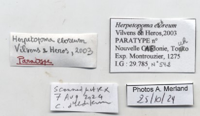 BE-RBINS-INV-MT-542-Herpetopoma-eboreum-pt-label.jpg