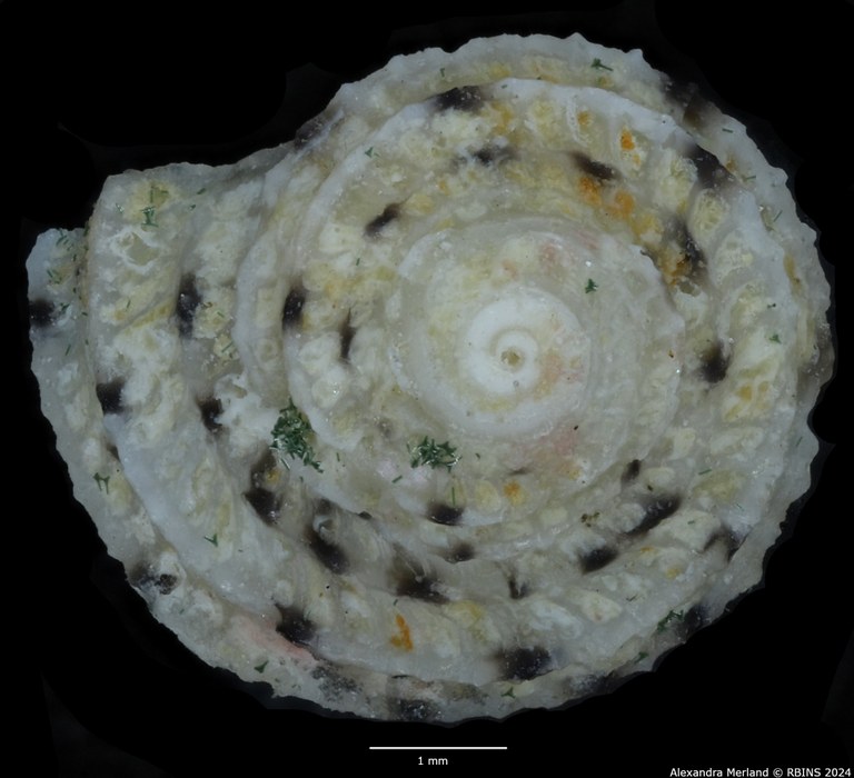 BE-RBINS-INV-MT-3408-Vaceuchelus-entienzai-pt-D.jpg BE-RBINS-INV-MT-3408-Vaceuchelus-entienzai-pt-D.jpg
