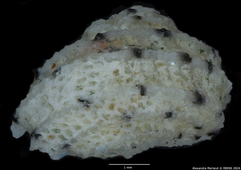 BE-RBINS-INV-MT-3408-Vaceuchelus-entienzai-pt-L.jpg BE-RBINS-INV-MT-3408-Vaceuchelus-entienzai-pt-L.jpg